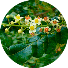 Экстракт босвеллии